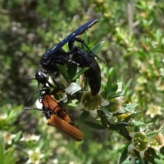 Austroscolia soror at Molonglo Valley, ACT - 22 Dec 2016