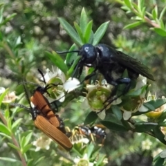 Austroscolia soror at Molonglo Valley, ACT - 22 Dec 2016