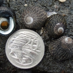 Austrocochlea concamerata (Wavy Top Shell) at Broulee Moruya Nature Observation Area - 24 Mar 2008 by Jennyncmg