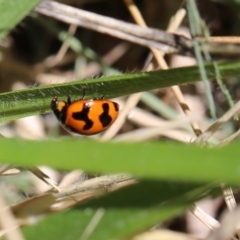 Coccinella transversalis (Transverse Ladybird) at O'Connor, ACT - 19 Dec 2016 by ibaird