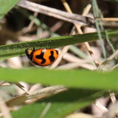 Coccinella transversalis (Transverse Ladybird) at O'Connor, ACT - 19 Dec 2016 by ibaird