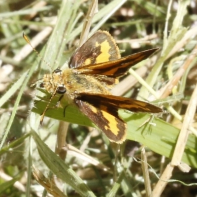 Ocybadistes walkeri (Green Grass-dart) at O'Connor, ACT - 19 Dec 2016 by ibaird