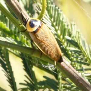 Ellipsidion australe at Bruce, ACT - 23 Dec 2016