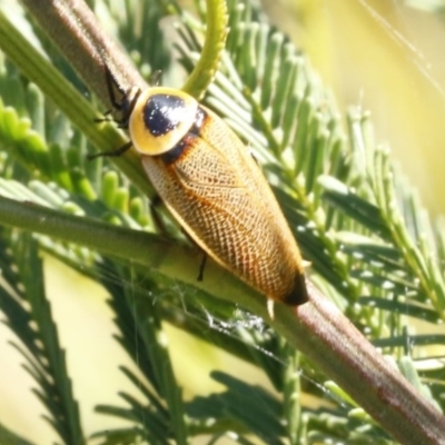 Ellipsidion australe (Austral Ellipsidion cockroach) at Black Mountain - 23 Dec 2016 by ibaird