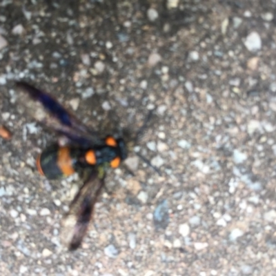 Pterygophorus cinctus (Bottlebrush sawfly) at Chapman, ACT - 28 Dec 2016 by Patrick