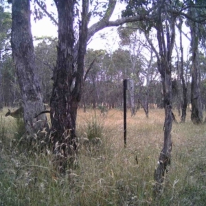 Macropus giganteus at Gungahlin, ACT - 28 Dec 2016