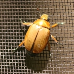 Anoplognathus brunnipennis (Green-tailed Christmas beetle) at O'Connor, ACT - 28 Dec 2016 by ibaird