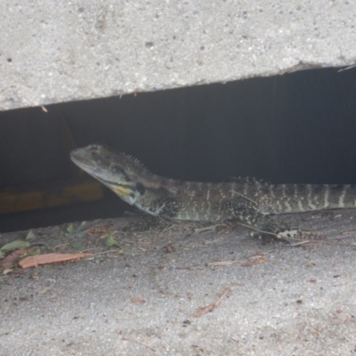 Intellagama lesueurii howittii (Gippsland Water Dragon) at Cotter Reserve - 28 Dec 2016 by MichaelMulvaney