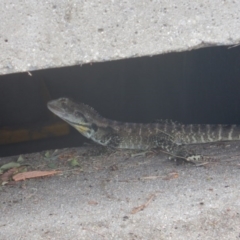 Intellagama lesueurii howittii (Gippsland Water Dragon) at Stromlo, ACT - 28 Dec 2016 by MichaelMulvaney