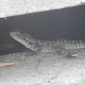 Intellagama lesueurii howittii at Stromlo, ACT - 29 Dec 2016