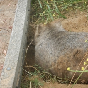 Vombatus ursinus at Stromlo, ACT - 29 Dec 2016 08:36 AM