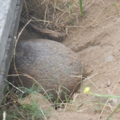 Vombatus ursinus at Stromlo, ACT - 29 Dec 2016 08:36 AM