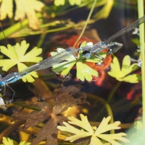 Austrolestes leda at Tennent, ACT - 19 Dec 2016 01:34 PM