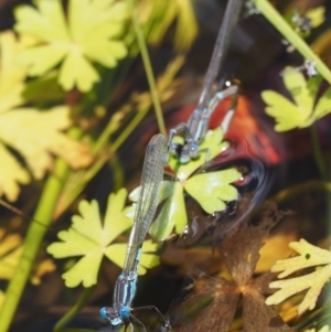 Austrolestes leda at Tennent, ACT - 19 Dec 2016