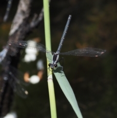 Austroargiolestes calcaris (Powdered Flatwing) at Tennent, ACT - 19 Dec 2016 by KenT