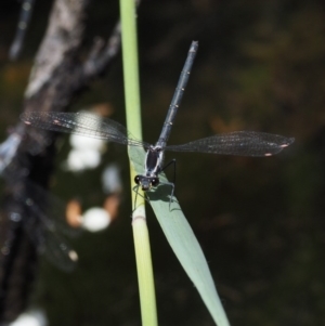 Austroargiolestes calcaris at Tennent, ACT - 19 Dec 2016