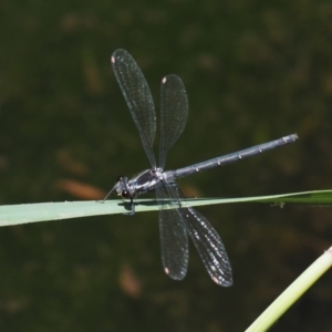 Austroargiolestes calcaris at Tennent, ACT - 19 Dec 2016 02:38 PM