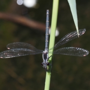 Austroargiolestes calcaris at Tennent, ACT - 19 Dec 2016