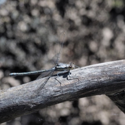 Austroargiolestes calcaris (Powdered Flatwing) at Tennent, ACT - 19 Dec 2016 by KenT