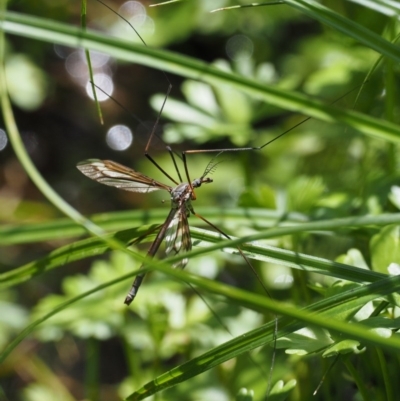 Tipulidae or Limoniidae (family) (Unidentified Crane Fly) at Tennent, ACT - 19 Dec 2016 by KenT