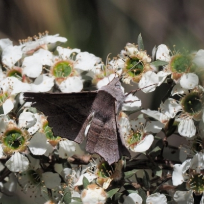 Oenochroma vetustaria (Ribbed Vine Moth) at Tennent, ACT - 19 Dec 2016 by KenT