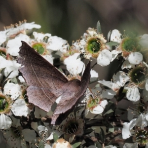 Oenochroma vetustaria at Tennent, ACT - 19 Dec 2016