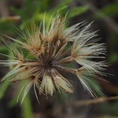 Vittadinia muelleri (Narrow-leafed New Holland Daisy) at Tennent, ACT - 18 Dec 2016 by KenT