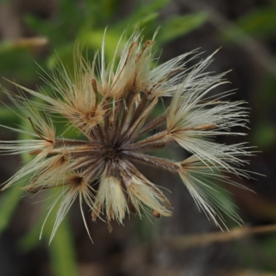 Vittadinia muelleri (Narrow-leafed New Holland Daisy) at Tennent, ACT - 19 Dec 2016 by KenT