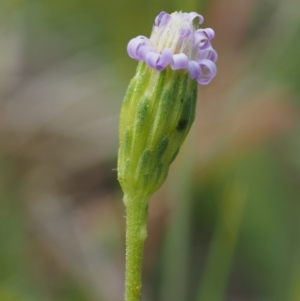 Vittadinia muelleri at Tennent, ACT - 19 Dec 2016