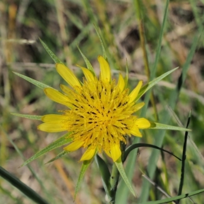 Tragopogon dubius (Goatsbeard) at Tennent, ACT - 19 Dec 2016 by KenT