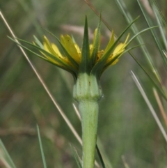 Tragopogon dubius at Tennent, ACT - 19 Dec 2016