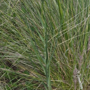 Tragopogon dubius at Tennent, ACT - 19 Dec 2016 09:02 AM