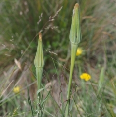 Tragopogon dubius at Tennent, ACT - 19 Dec 2016 09:02 AM