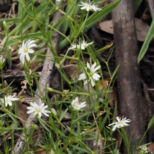 Stellaria angustifolia at Tennent, ACT - 19 Dec 2016