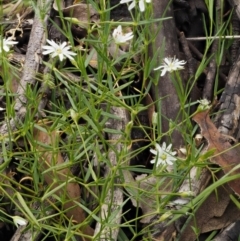 Stellaria angustifolia at Tennent, ACT - 19 Dec 2016