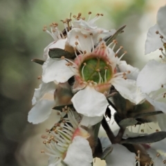 Leptospermum lanigerum (Woolly Teatree) at Tennent, ACT - 18 Dec 2016 by KenT