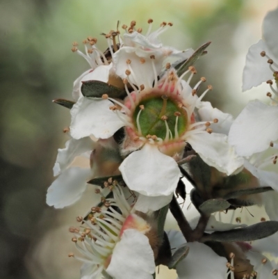 Leptospermum lanigerum (Woolly Teatree) at Tennent, ACT - 19 Dec 2016 by KenT