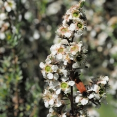 Leptospermum lanigerum at Tennent, ACT - 19 Dec 2016