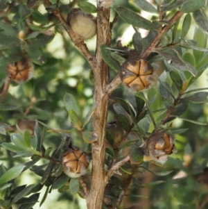 Leptospermum lanigerum at Tennent, ACT - 19 Dec 2016