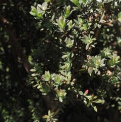 Leptospermum lanigerum at Tennent, ACT - 19 Dec 2016 10:20 AM