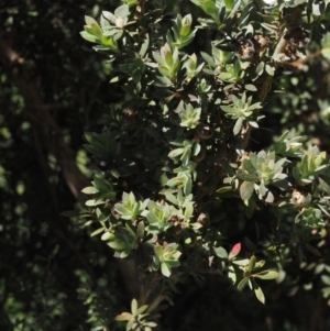 Leptospermum lanigerum at Tennent, ACT - 19 Dec 2016