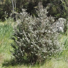 Leptospermum lanigerum at Tennent, ACT - 19 Dec 2016 10:20 AM
