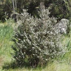 Leptospermum lanigerum at Tennent, ACT - 19 Dec 2016