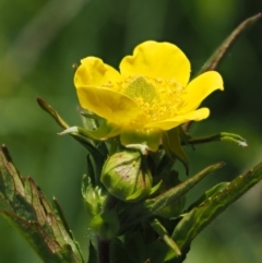 Geum urbanum (Herb Bennet) at Tennent, ACT - 19 Dec 2016 by KenT