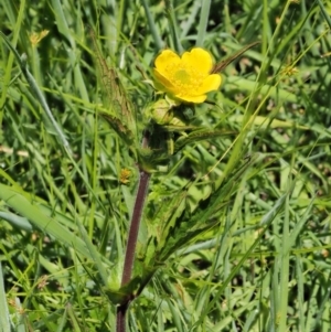 Geum urbanum at Tennent, ACT - 19 Dec 2016 11:27 AM