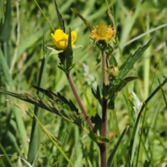 Geum urbanum at Tennent, ACT - 19 Dec 2016 11:27 AM