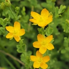 Hypericum japonicum (Creeping St John's Wort) at Tennent, ACT - 18 Dec 2016 by KenT