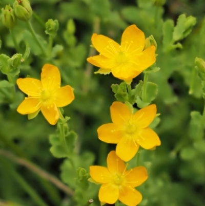 Hypericum japonicum (Creeping St John's Wort) at Tennent, ACT - 18 Dec 2016 by KenT