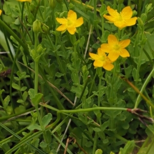 Hypericum japonicum at Tennent, ACT - 19 Dec 2016