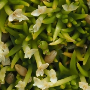 Scleranthus biflorus at Tennent, ACT - 19 Dec 2016